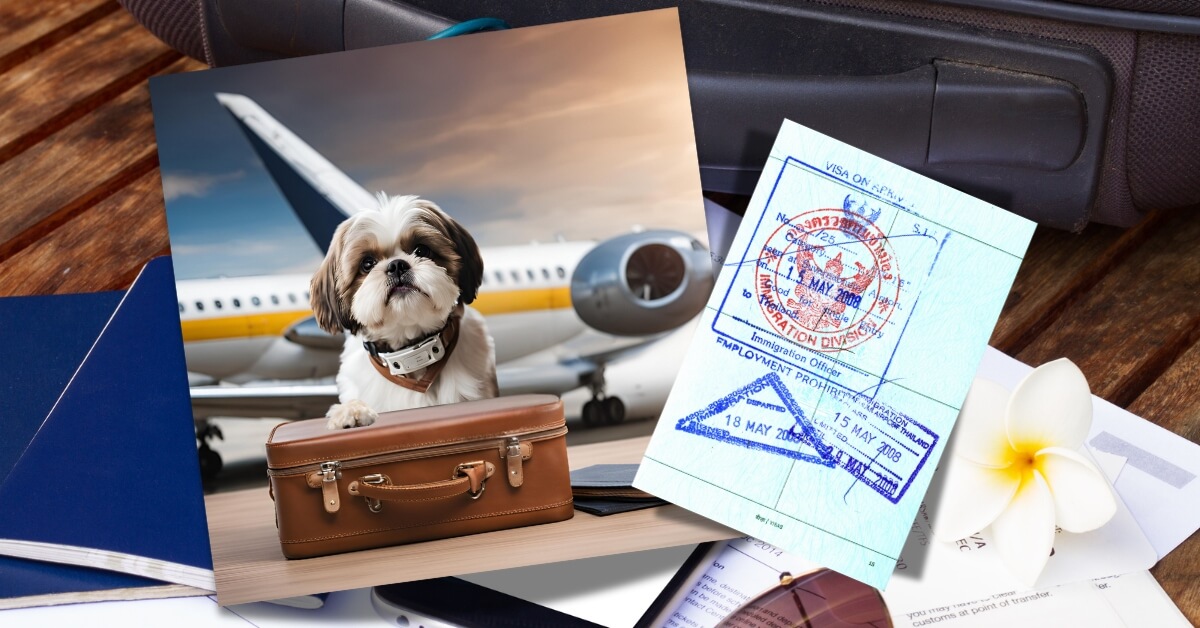 que se necesita para volar con tu perro en cabina